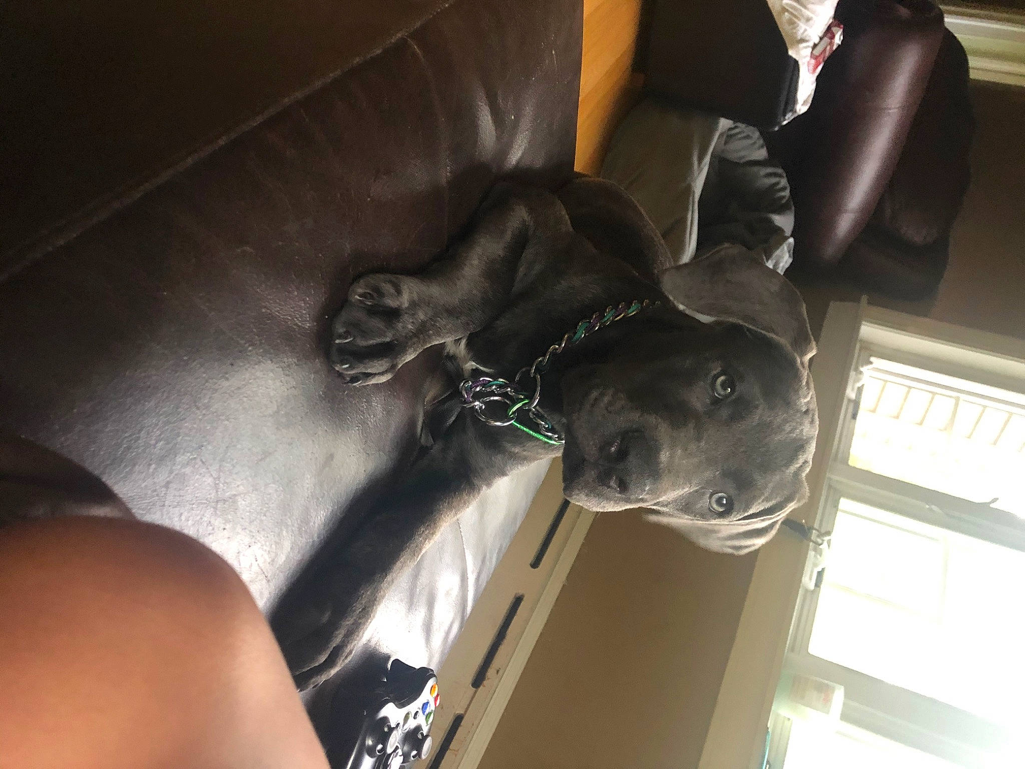 Ryder joined the competition — help win amazing prizes! canidae, carnivore, companion_dog, dog, dog_breed, ear, great_dane, guard_dog, labrador_retriever, non_sporting_group, puppy, snout, sporting_group