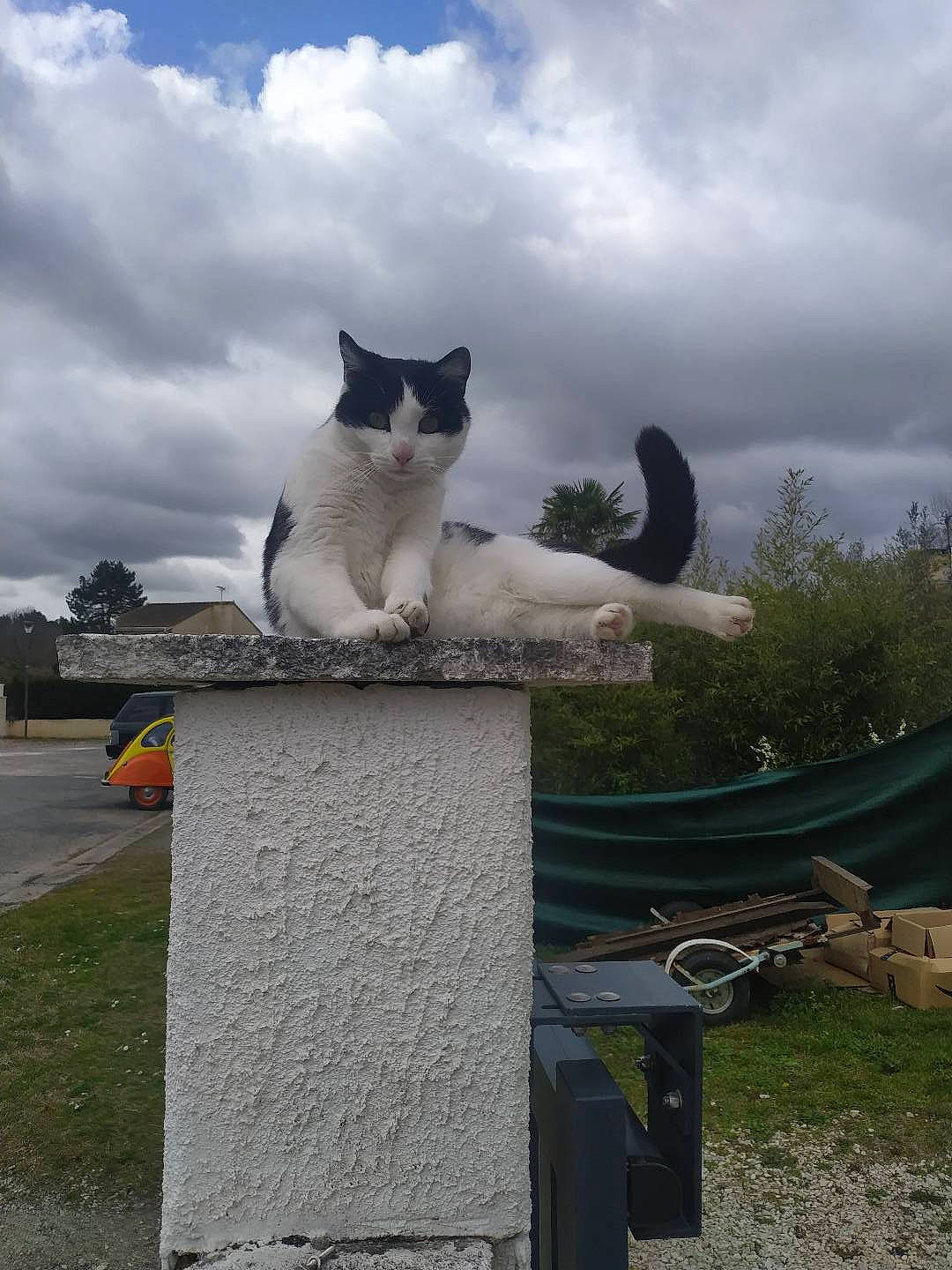 Pitchoune participe au concours pour gagner de l'argent avec cette photo : art, carnivore, cat, cloud, domestic_short_haired_cat, felidae, fur, grass, grey, monument, plant, roof, sitting, sky, small_to_medium_sized_cats, tail, tree, trunk, whiskers, wood