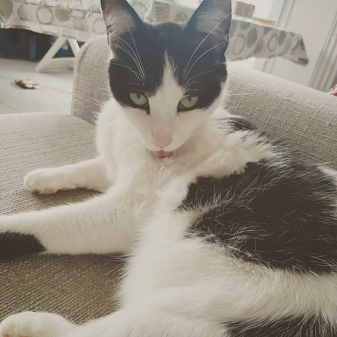 Pitchoune a rejoint le concours — aidez-le/la à gagner de superbes lots ! carnivore, cat, claw, comfort, domestic_short_haired_cat, eye, felidae, foot, fur, human_leg, monochrome, monochrome_photography, paw, sitting, small_to_medium_sized_cats, snout, tail, whiskers, white