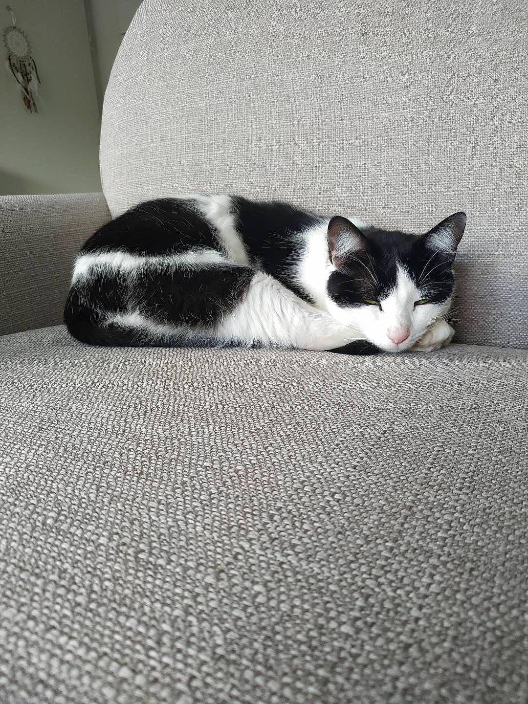 Pitchoune a rejoint le concours — aidez-le/la à gagner de superbes lots ! automotive_design, carnivore, cat, comfort, domestic_short_haired_cat, felidae, floor, flooring, fur, grass, grey, hardwood, monochrome, monochrome_photography, small_to_medium_sized_cats, snout, tail, tints_and_shades, whiskers, wood