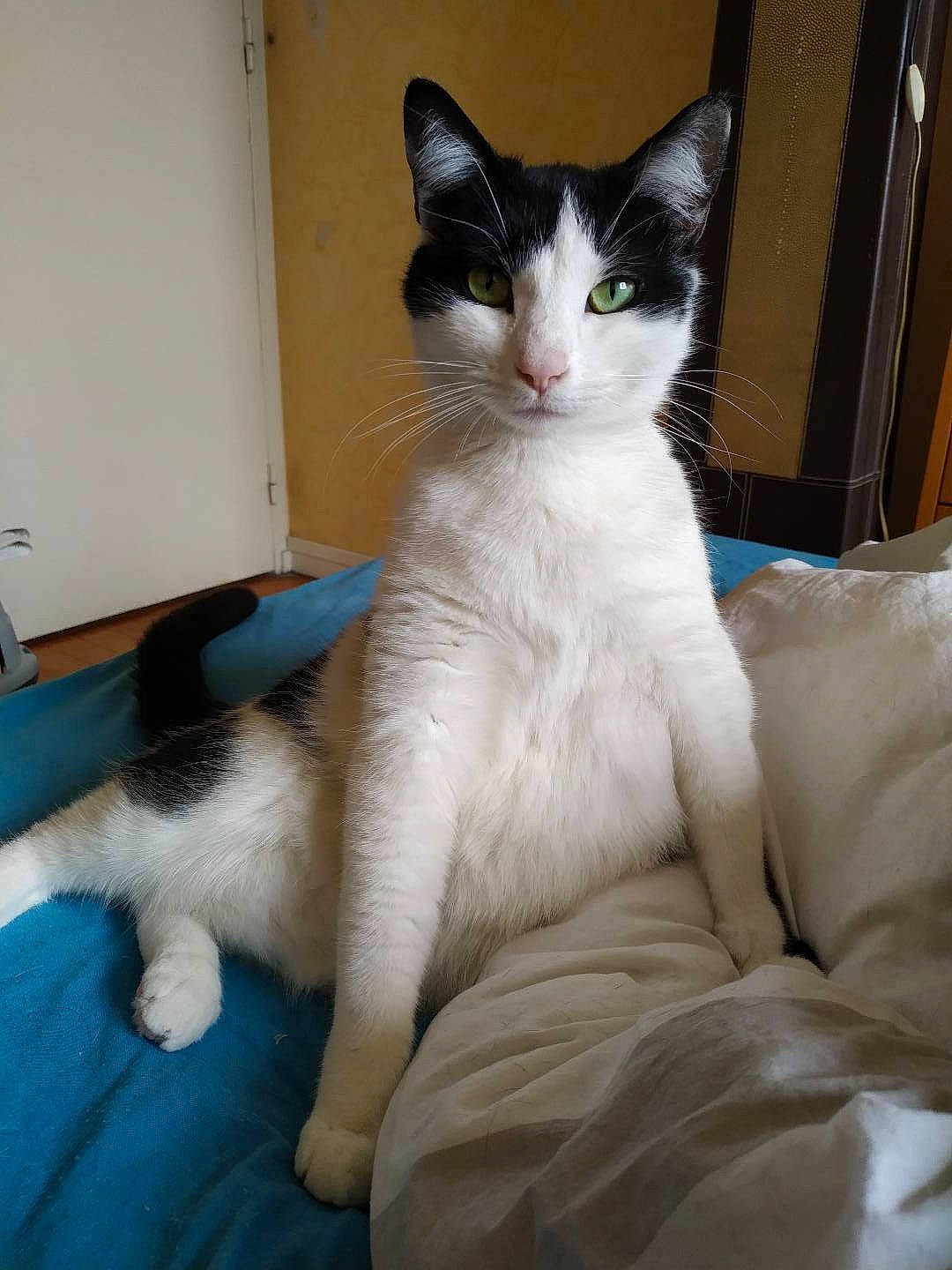 Pitchoune participe au concours pour gagner de l'argent avec cette photo : carnivore, cat, claw, comfort, domestic_short_haired_cat, eye, felidae, foot, fur, lap, mammal, paw, sitting, small_to_medium_sized_cats, snout, tail, terrestrial_animal, vertebrate, whiskers