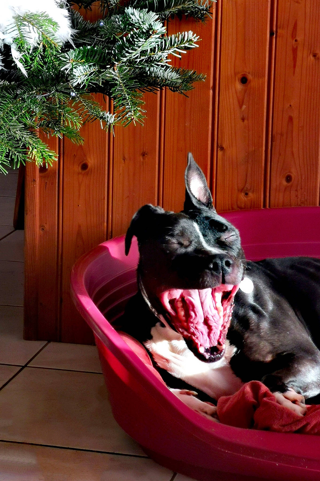 Nicky participe au concours pour gagner de l'argent avec cette photo : canidae, carnivore, companion_dog, dog, dog_breed, fawn, french_bulldog, guard_dog, mammal, non_sporting_group, pink, pit_bull, sporting_group