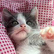 Alister participe au concours pour gagner de l'argent avec cette photo : kitten, cat, pet, closeup, paw, whiskers, pink_nose, gray_and_white, feline, cute, indoor, blanket, fabric, soft, young, animal, fur, resting, curious, playful