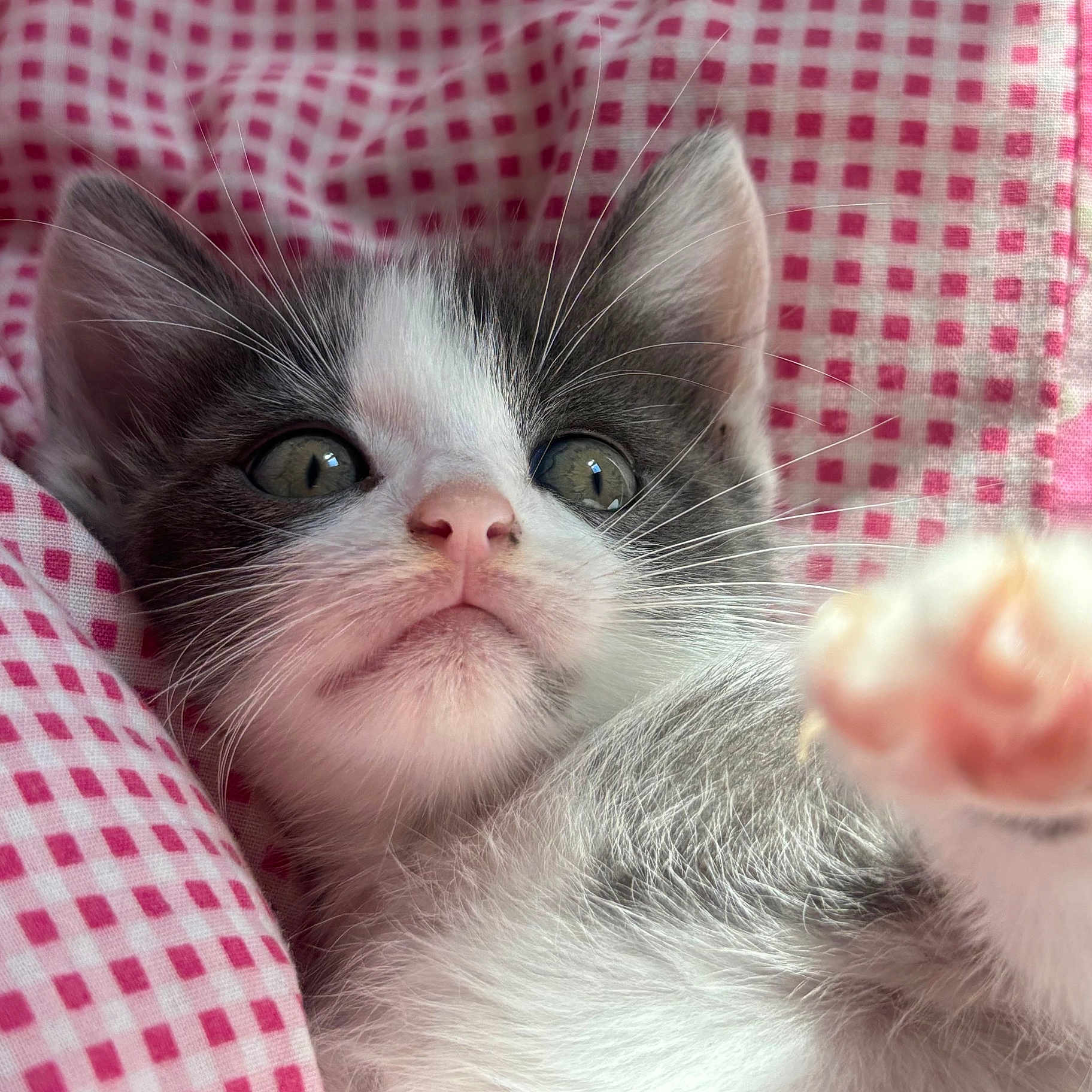 Alister participe au concours pour gagner de l'argent avec cette photo : animal, blanket, cat, closeup, curious, cute, fabric, feline, fur, gray_and_white, indoor, kitten, paw, pet, pink_nose, playful, resting, soft, whiskers, young