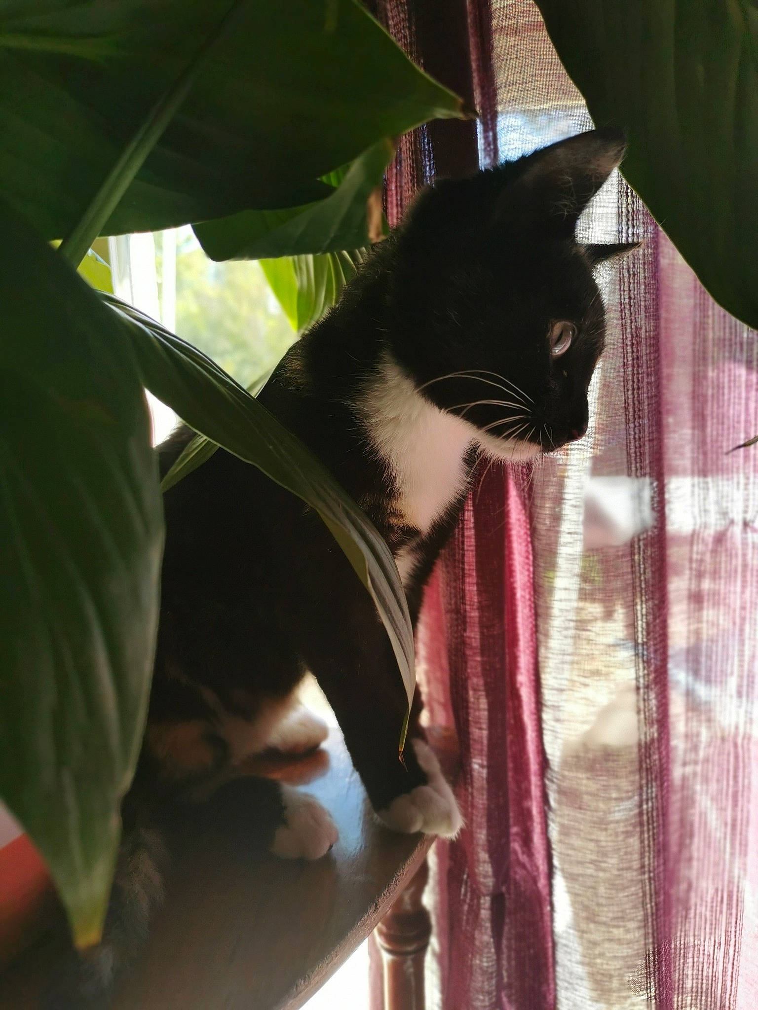 Prada a rejoint le concours — aidez-le/la à gagner de superbes lots ! black_cat, carnivore, cat, ear, eye, felidae, formal_wear, kitten, leaf, organism, plant, small_to_medium_sized_cats, tail, tree, whiskers, window