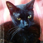 Salem participe au concours pour gagner de l'argent avec cette photo :
