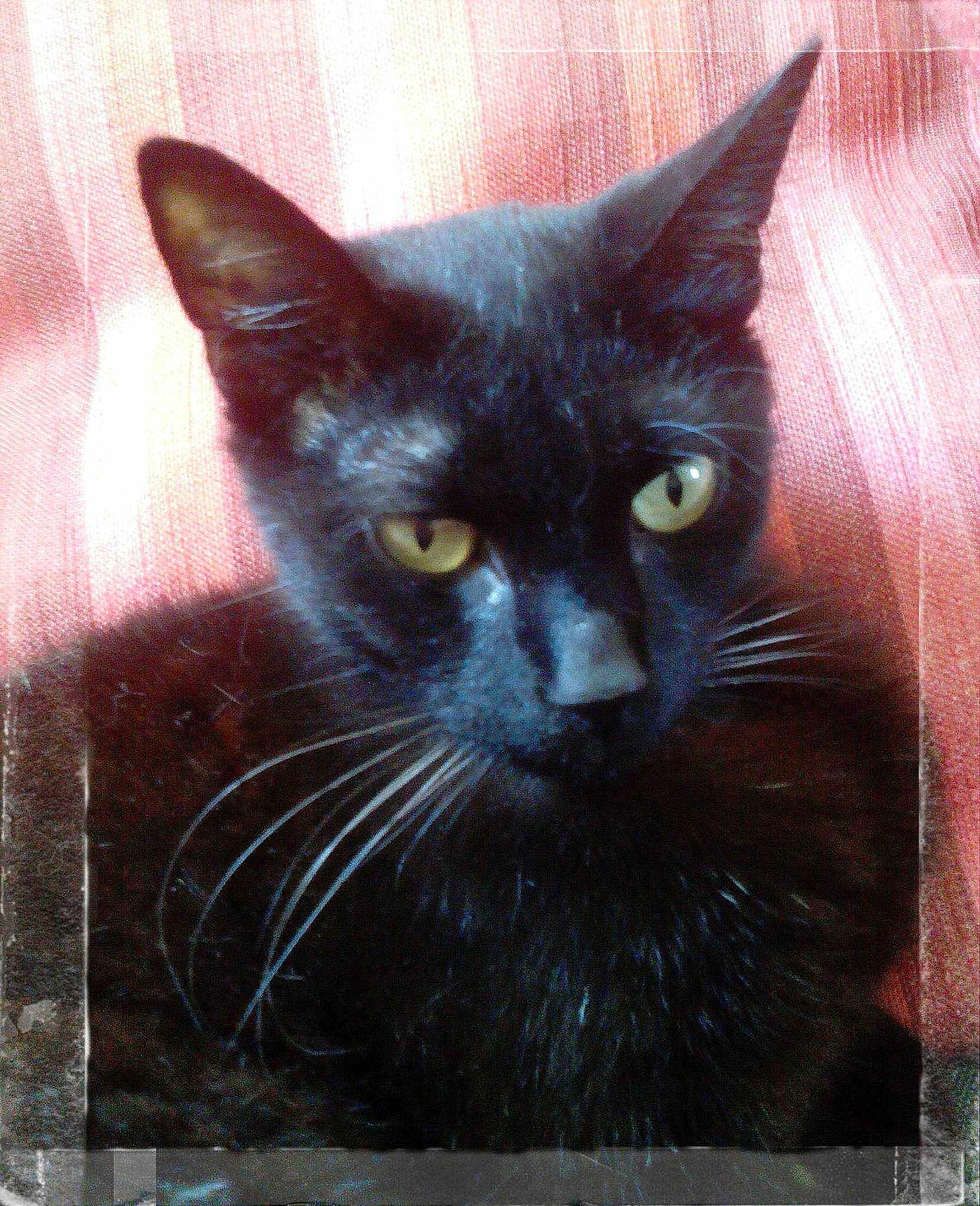Salem