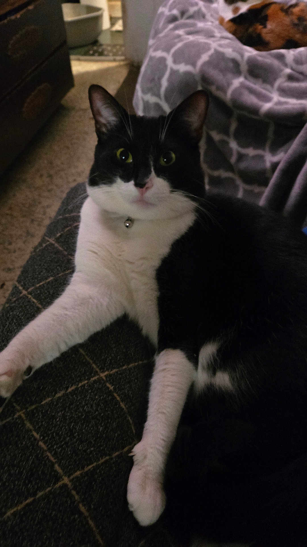 Felix joined the competition — help win amazing prizes! cat, black_and_white, pet, indoor, furniture, blanket, relaxing, animal, close_up, home, carpet, collar, domestic_cat, whiskers, cute, resting, soft, fur, eyes, paw