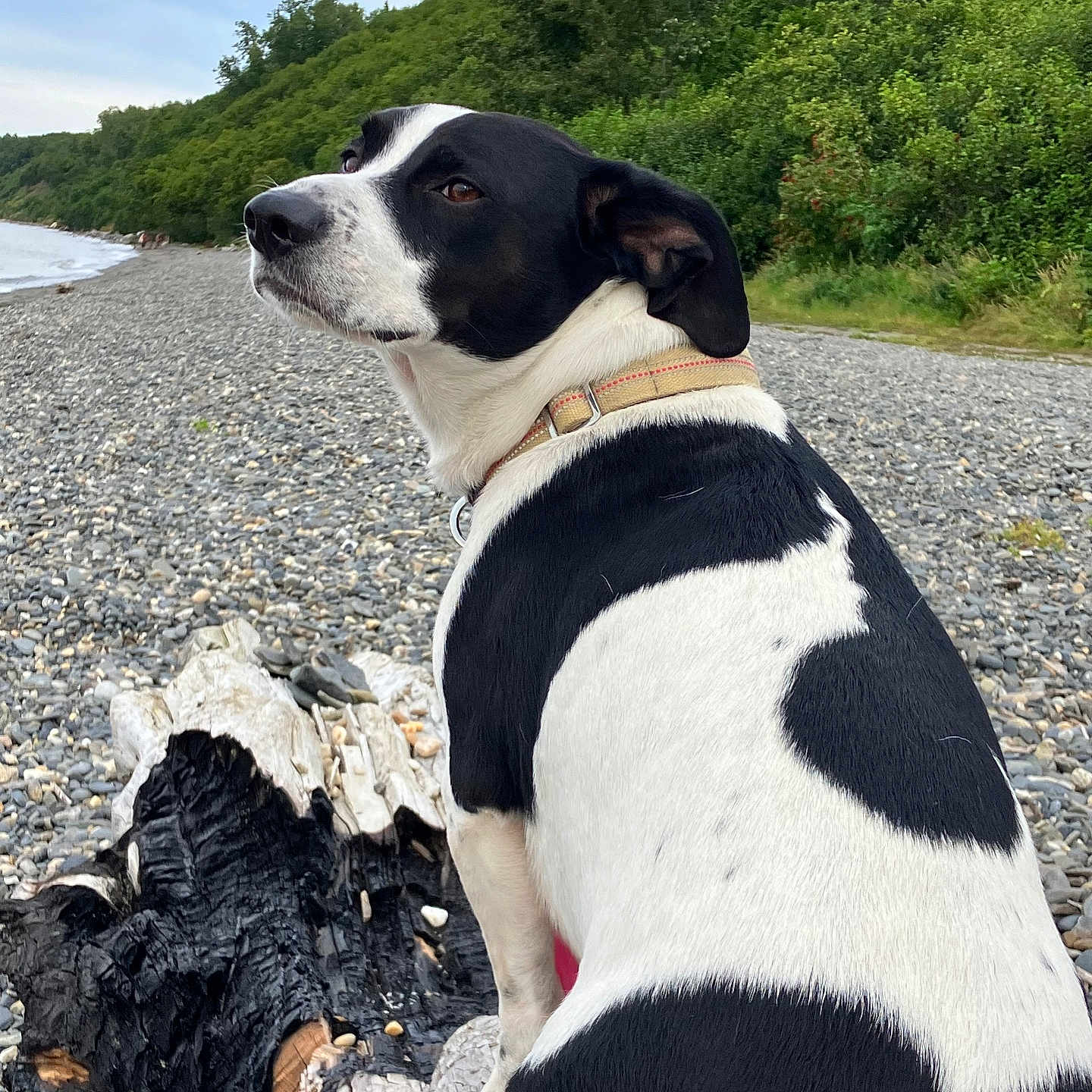 Smokie The Bandit joined the competition — help win amazing prizes! animal, beach, canine, coast, dog, hound, nature, outdoors, pebble, pet, plant, pointer, puppy, road, rock, sea, shoreline, tree, water, wood