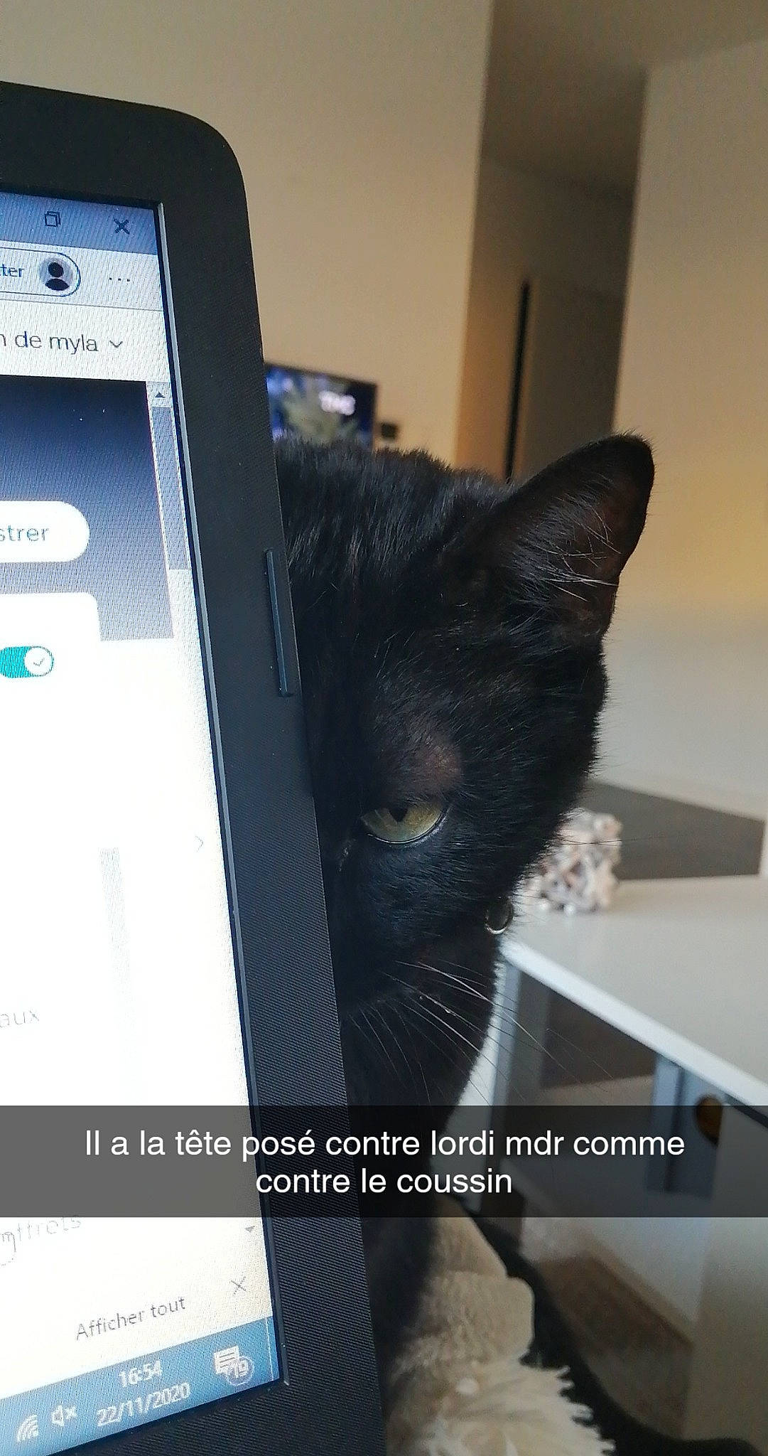 Guizmo a rejoint le concours — aidez-le/la à gagner de superbes lots ! black_cat, carnivore, cat, domestic_short_haired_cat, electronic_device, felidae, kitten, photo_caption, photography, printer, small_to_medium_sized_cats, snout, technology, whiskers