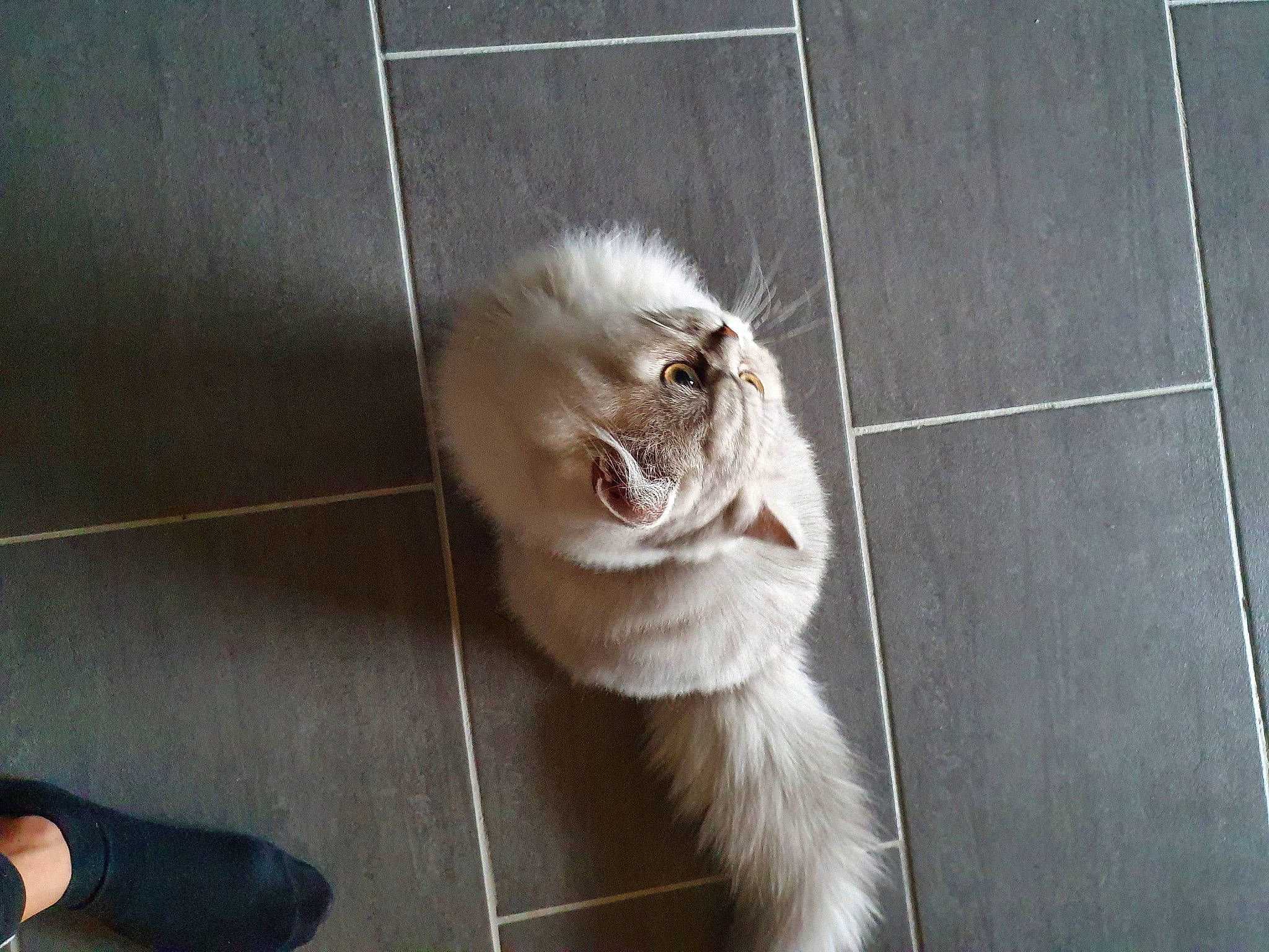 Oscar participe au concours pour gagner de l'argent avec cette photo : canidae, carnivore, cat, companion_dog, dog_breed, domestic_short_haired_cat, fawn, felidae, floor, flooring, foot, fur, paw, small_to_medium_sized_cats, smile, snout, sporting_group, tail, whiskers, wood