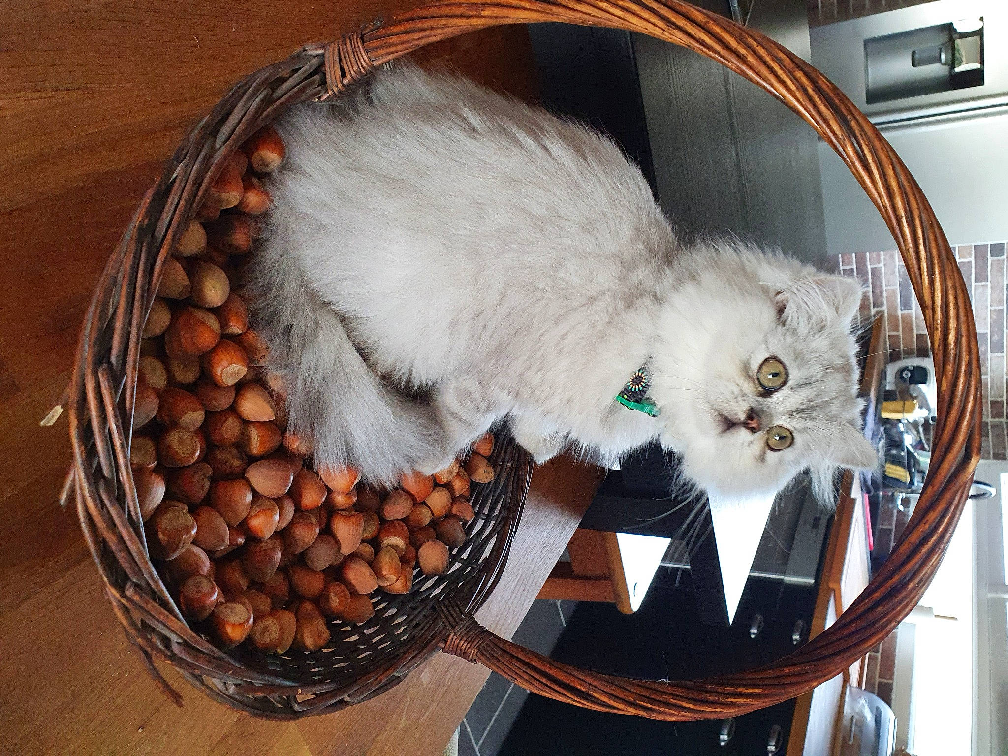 Oscar participe au concours pour gagner de l'argent avec cette photo : basket, carnivore, cat, cat_supply, christmas, companion_dog, event, felidae, fur, holiday, ingredient, mammal, recipe, room, small_to_medium_sized_cats, storage_basket, tableware, tail, vegetable, whiskers