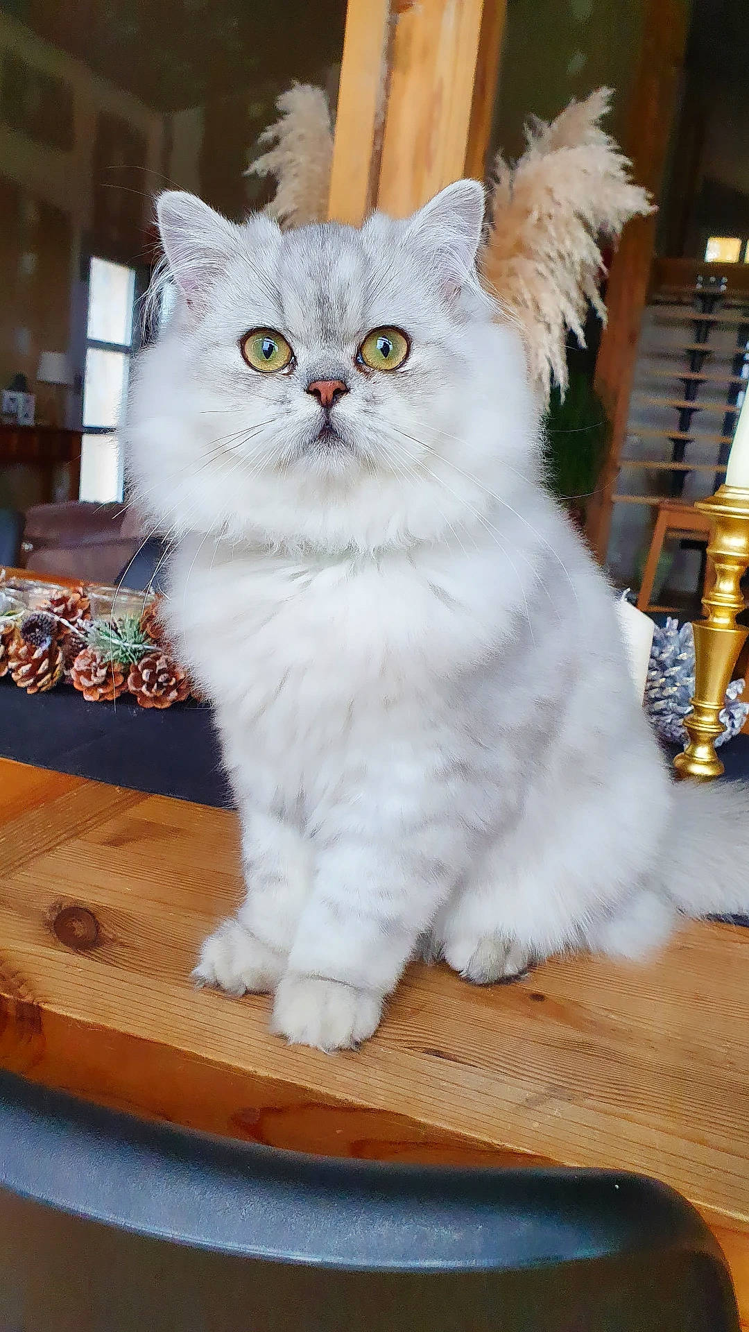 Oscar a rejoint le concours — aidez-le/la à gagner de superbes lots ! carnivore, cat, domestic_short_haired_cat, event, felidae, fur, hardwood, head, paw, sitting, small_to_medium_sized_cats, snout, tail, whiskers, window, wood