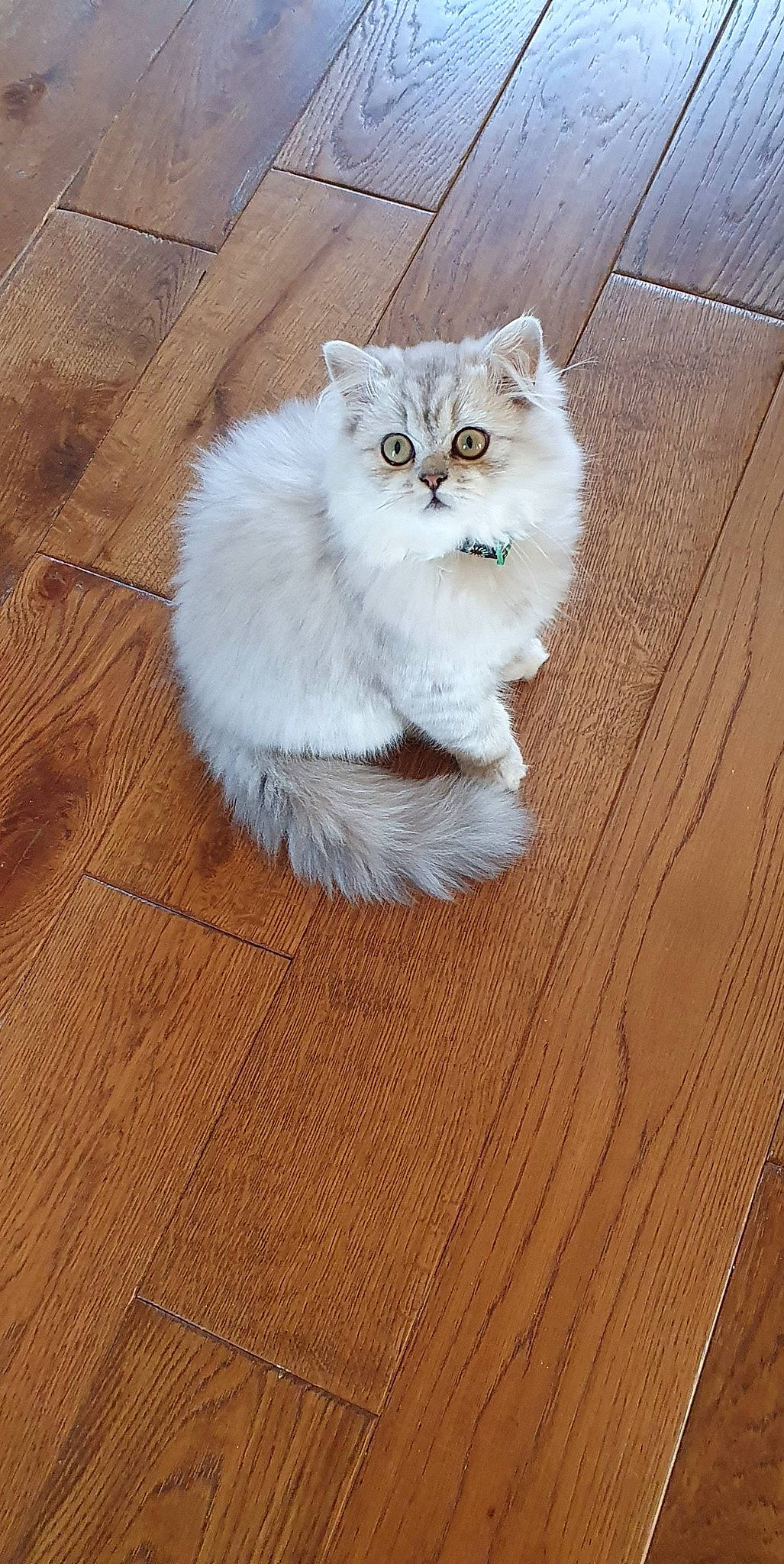 Oscar participe au concours pour gagner de l'argent avec cette photo : british_longhair, brown, carnivore, cat, fawn, felidae, floor, flooring, grey, hardwood, laminate_flooring, plank, small_to_medium_sized_cats, snout, tail, varnish, whiskers, wood, wood_flooring, wood_stain