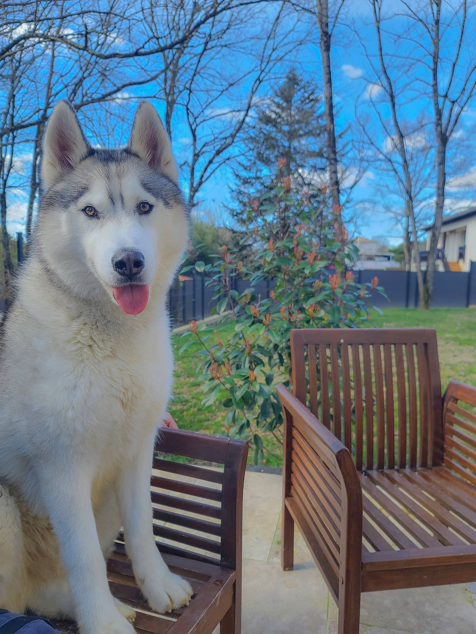 Stark participe au concours pour gagner de l'argent avec cette photo : bench, canidae, carnivore, companion_dog, dog, dog_breed, fawn, fur, furniture, hardwood, outdoor_bench, outdoor_furniture, plant, sky, sled_dog, snout, sporting_group, tree, wolf, wood