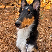 Ace is registered to the contest to win money with this photo: dog, pet, collie, portrait, close_up, outdoors, forest, autumn, leaves, pine_needles, fur, ears, leash, sitting, alert, brown_and_white, black_and_tan, whiskers, nose, bokeh_background