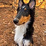 dog, pet, collie, portrait, close_up, outdoors, forest, autumn, leaves, pine_needles, fur, ears, leash, sitting, alert, brown_and_white, black_and_tan, whiskers, nose, bokeh_background