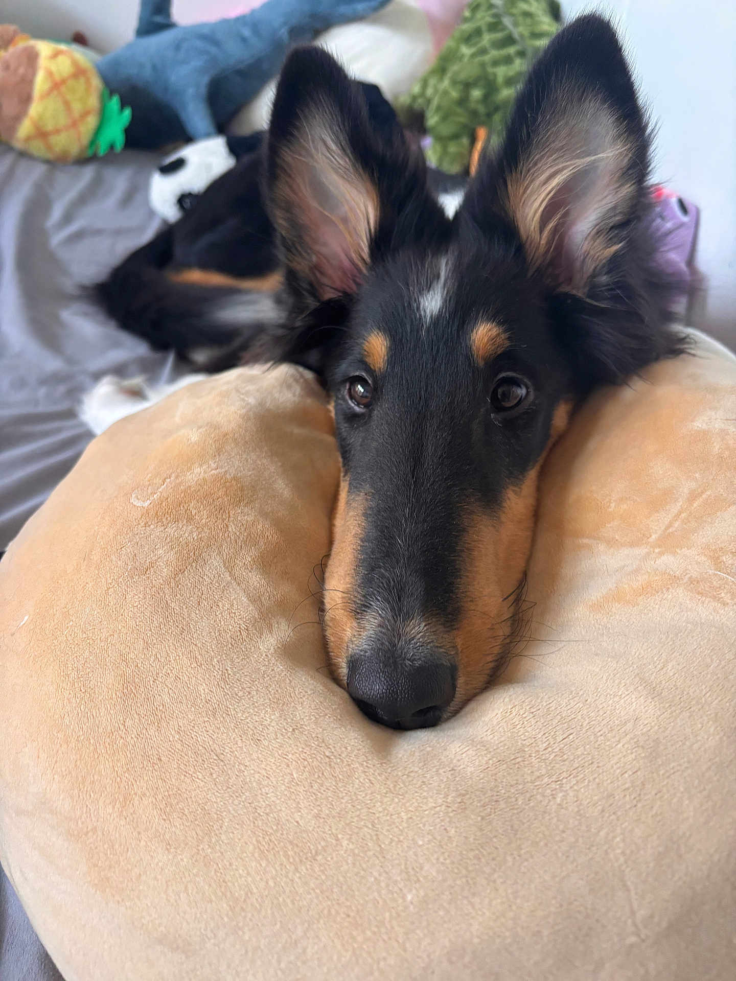 Ace joined the competition — help win amazing prizes! dog, puppy, collie, pet, long_nose, big_ears, pillow, bed, bedding, plush_toy, stuffed_animal, indoor, close_up, portrait, cozy, soft_texture, whiskers, black_and_tan_fur, sleepy, looking_at_camera