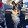 Ace joined the competition — help win amazing prizes! dog, tricolor_coat, collie, pet, car_interior, passenger_seat, dashboard, window, rearview_mirror, sunlight, fur, ears, portrait, towel, floor_mat, cute, alert, looking_at_camera, outdoor_background, vehicle