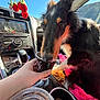 Ace is registered to the contest to win money with this photo: dog, canine, pet, car_interior, dashboard, cup, beverage, hand, seat, blanket, knit_toy, strawberries, sunlight, window, center_console, gear_shifter, portrait, fur, licking, passenger