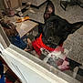 dog, black_dog, red_sweater, glass_door, reflection, child, hand, indoor, floor, table, bottle, furniture, curious, pet, animal, cozy, home, window, portrait, cute