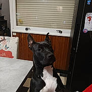Athéna participe au concours pour gagner de l'argent avec cette photo : dog, black_and_white, indoor, kitchen, window, blinds, table, chair, floor, paw, curious, pet, animal, furniture, refrigerator, wood_paneling, domestic, standing, black, white