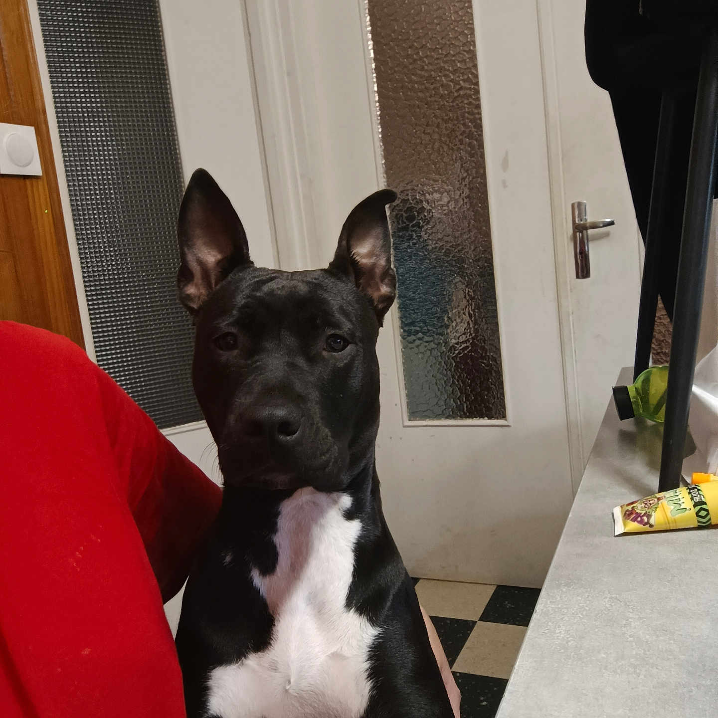 Athéna a rejoint le concours — aidez-le/la à gagner de superbes lots ! animal, black_and_white, calm, container, countertop, dog, domestic, door, ears, floor_tiles, furniture, household_items, indoors, kitchen, looking_at_camera, person, pet, red_shirt, sitting, tube