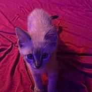 Nova is registered to the contest to win money with this photo: kitten, cat, pet, animal, bed, purple_lighting, fur, ears, whiskers, indoors, curious, young_cat, looking_up, soft_light, feline, mammal, cute, small, domestic_animal, sleeping_area