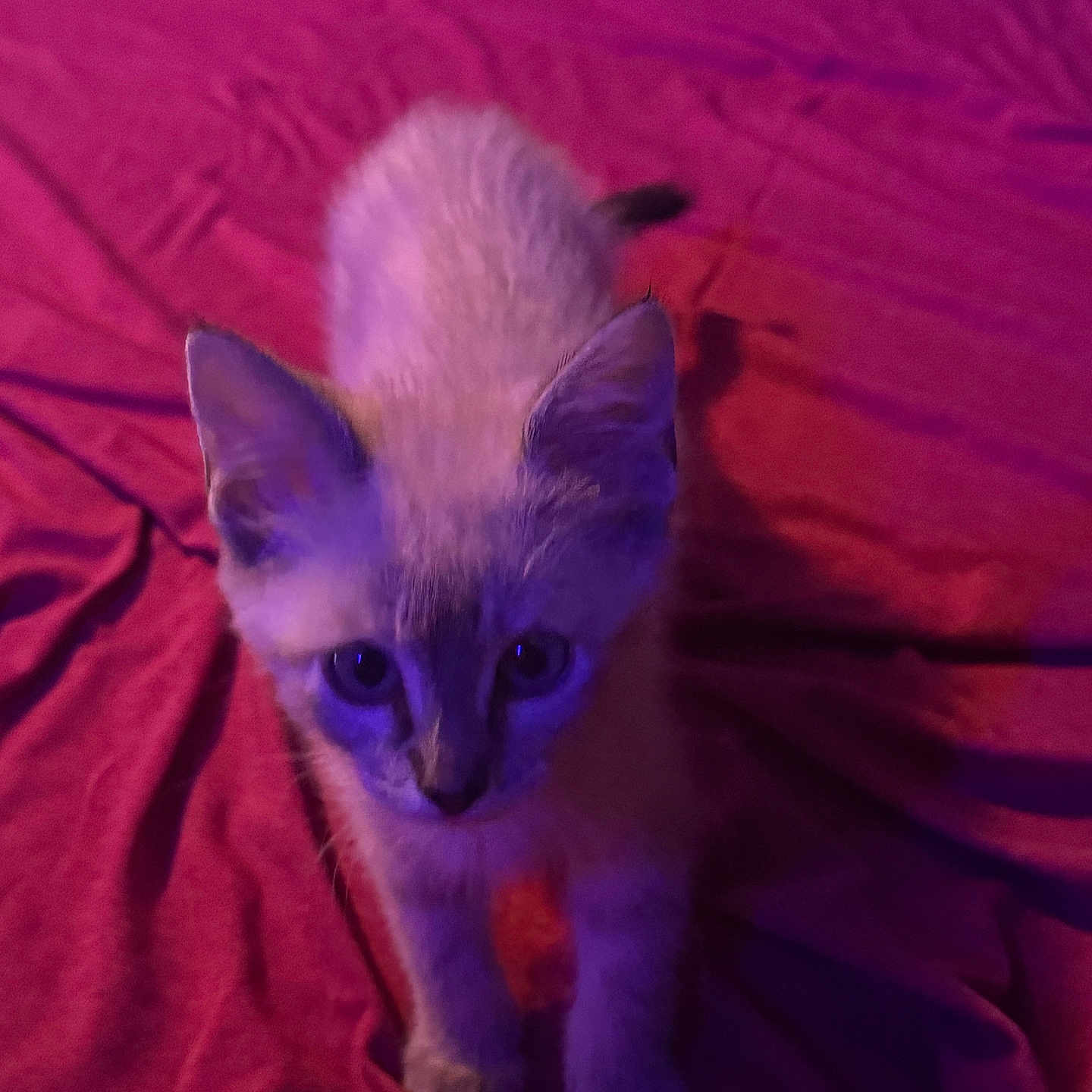 Nova is registered to the contest to win money with this photo: animal, bed, cat, curious, cute, domestic_animal, ears, feline, fur, indoors, kitten, looking_up, mammal, pet, purple_lighting, sleeping_area, small, soft_light, whiskers, young_cat