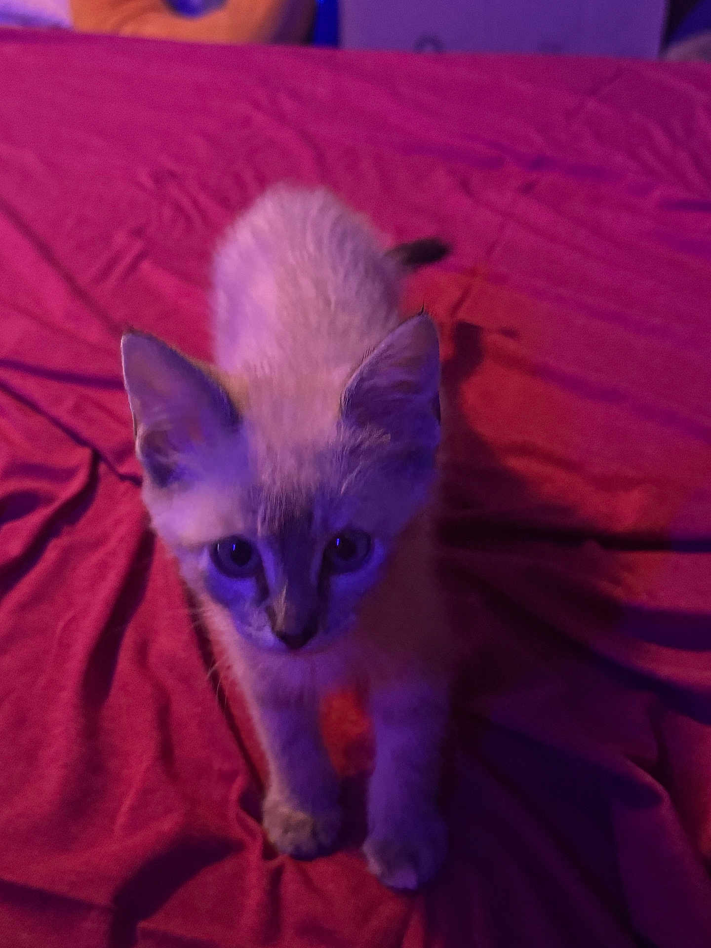 Nova
