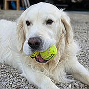 Saphir participe au concours pour gagner de l'argent avec cette photo : dog, golden_retriever, pet, white_fur, fluffy, long_hair, lying_down, tennis_ball, two_balls, outdoor, gravel, backyard, portrait, close_up, animal, canine, playful, fetch, brown_eyes, happy