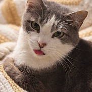 Jojo joined the competition — help win amazing prizes! bedding, blanket, cat, close_up, cozy, cute, domestic_cat, ears, feline, fur, green_eyes, grey_white, indoor, paws, pet, portrait, resting, sleepy, tongue_out, whiskers