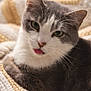 bedding, blanket, cat, close_up, cozy, cute, domestic_cat, ears, feline, fur, green_eyes, grey_white, indoor, paws, pet, portrait, resting, sleepy, tongue_out, whiskers