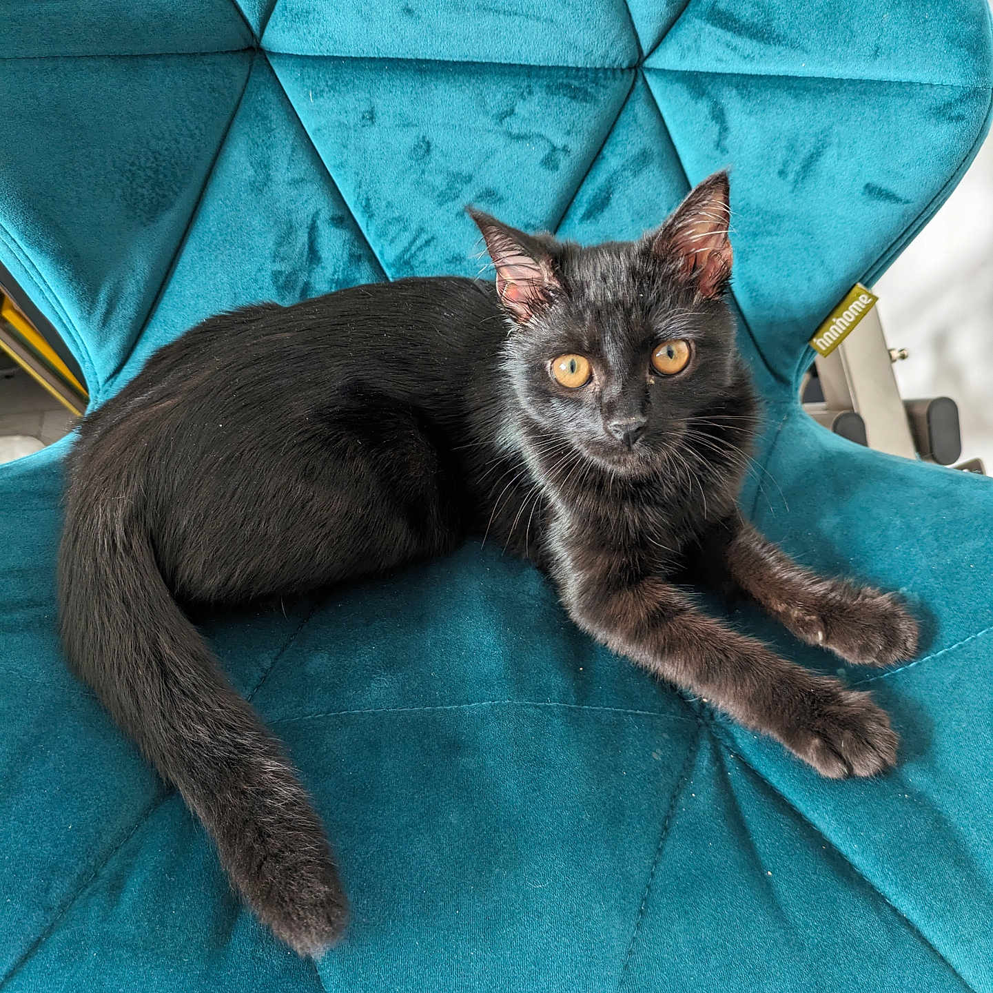 Jiji