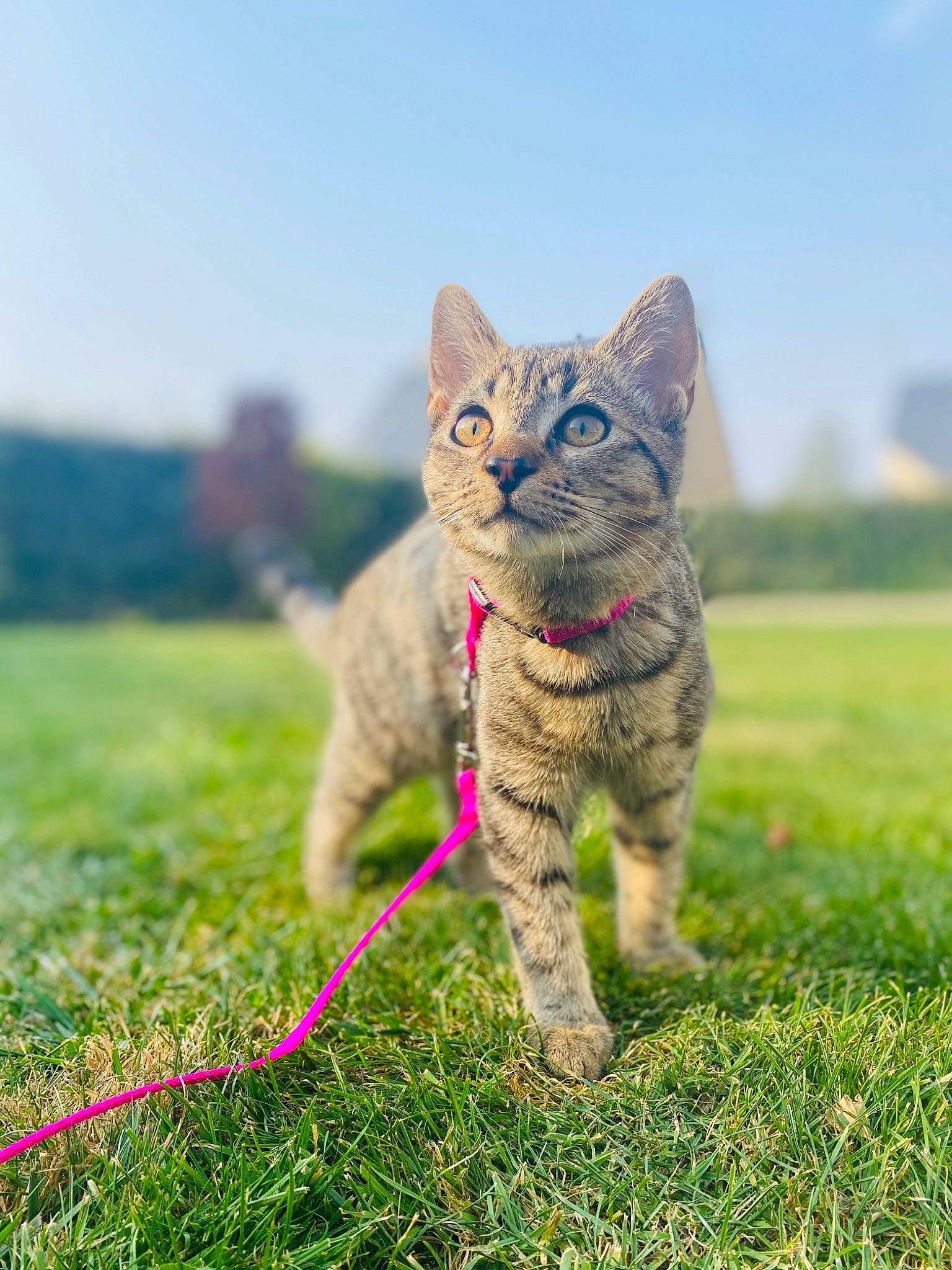 Rubis participe au concours pour gagner de l'argent avec cette photo : asian, british_shorthair, carnivore, cat, domestic_short_haired_cat, european_shorthair, fawn, felidae, grass, grassland, kitten, mammal, savannah, sky, small_to_medium_sized_cats, tabby_cat, tail, vertebrate, whiskers