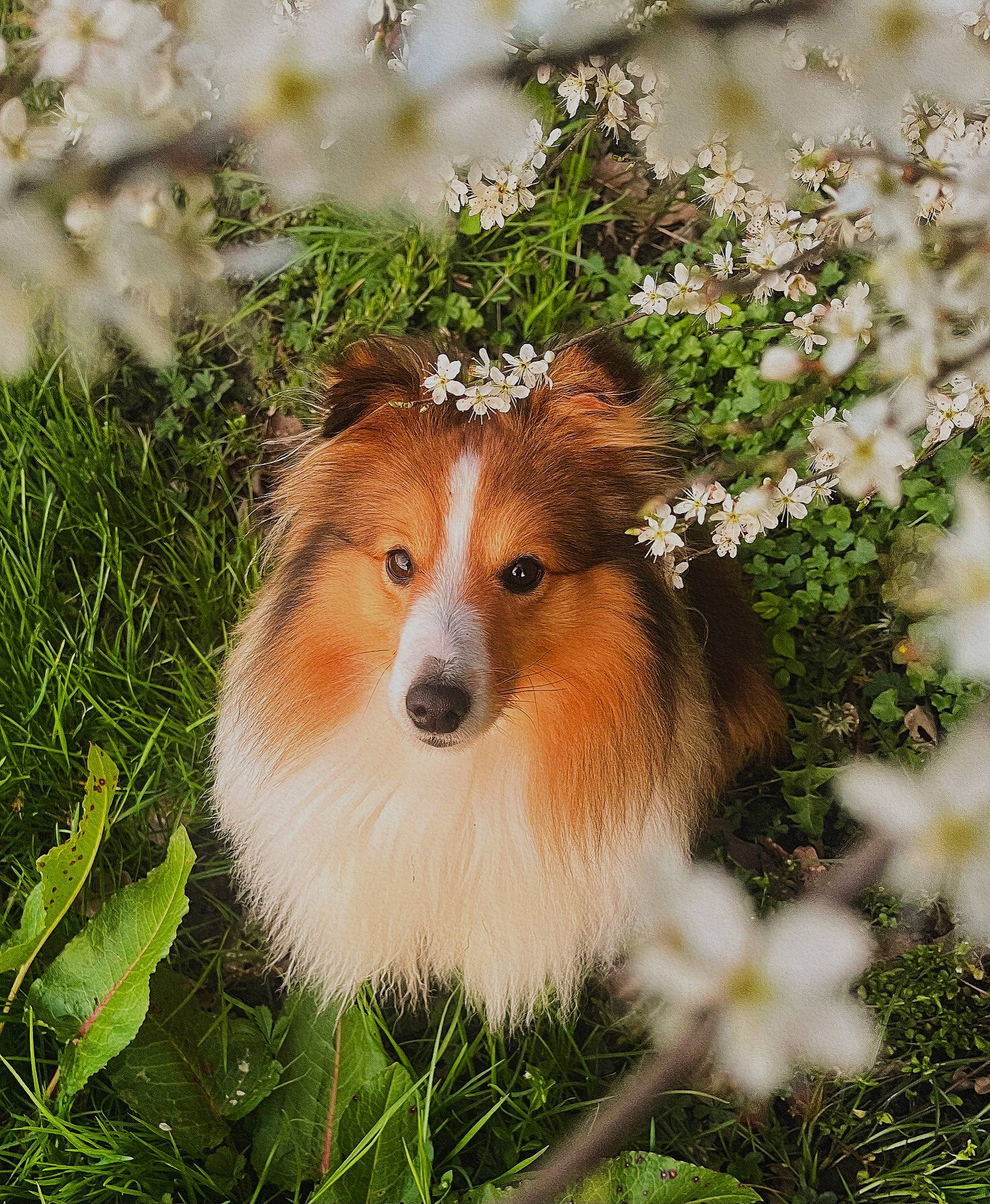 Rox a rejoint le concours — aidez-le/la à gagner de superbes lots ! carnivore, collie, companion_dog, dog, dog_breed, fawn, flower, fur, grass, groundcover, petal, plant, rodent, rough_collie, shetland_sheepdog, snout, terrestrial_animal, tree, whiskers, wildlife
