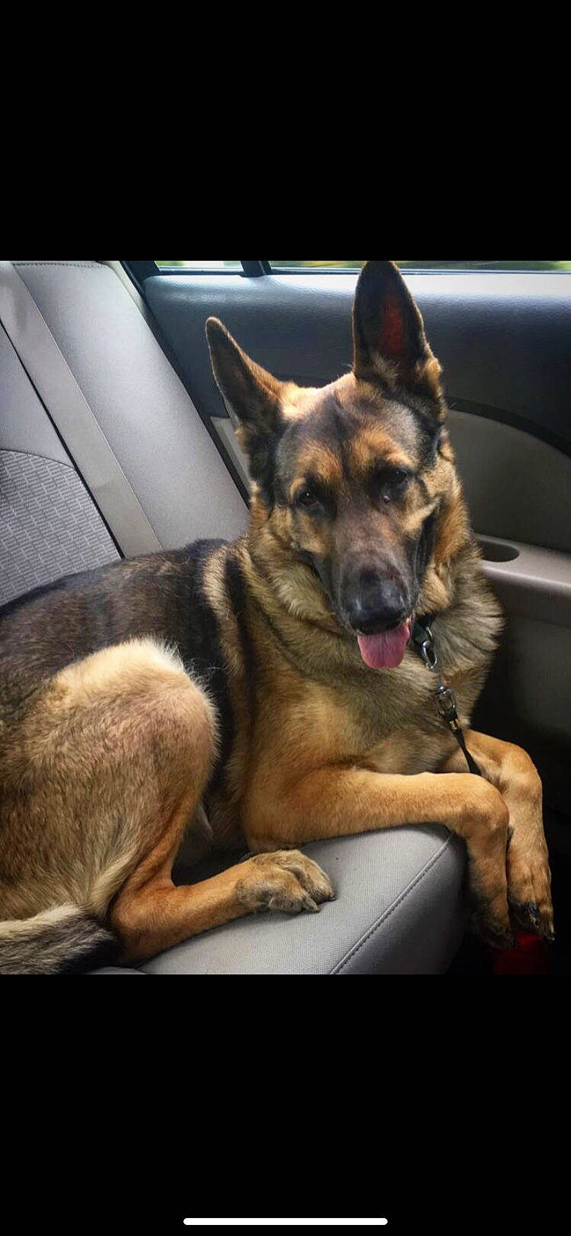 Chase is registered to the contest to win money with this photo: belgian_shepherd_malinois, canidae, carnivore, dog, dog_breed, ear, east_european_shepherd, fawn, german_shepherd_dog, king_shepherd, kunming_wolfdog, mammal, old_german_shepherd_dog, police_dog, rare_breed_dog, shiloh_shepherd_dog, snout, vertebrate, working_dog