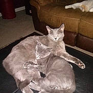 Ashley And Grace joined the competition — help win amazing prizes! cat, gray_cat, sleeping, pets, animal, feline, couch, living_room, indoor, cozy, snuggle, fur, paw, resting, domestic_animal, carpet, home, relaxation, three_cats, pet