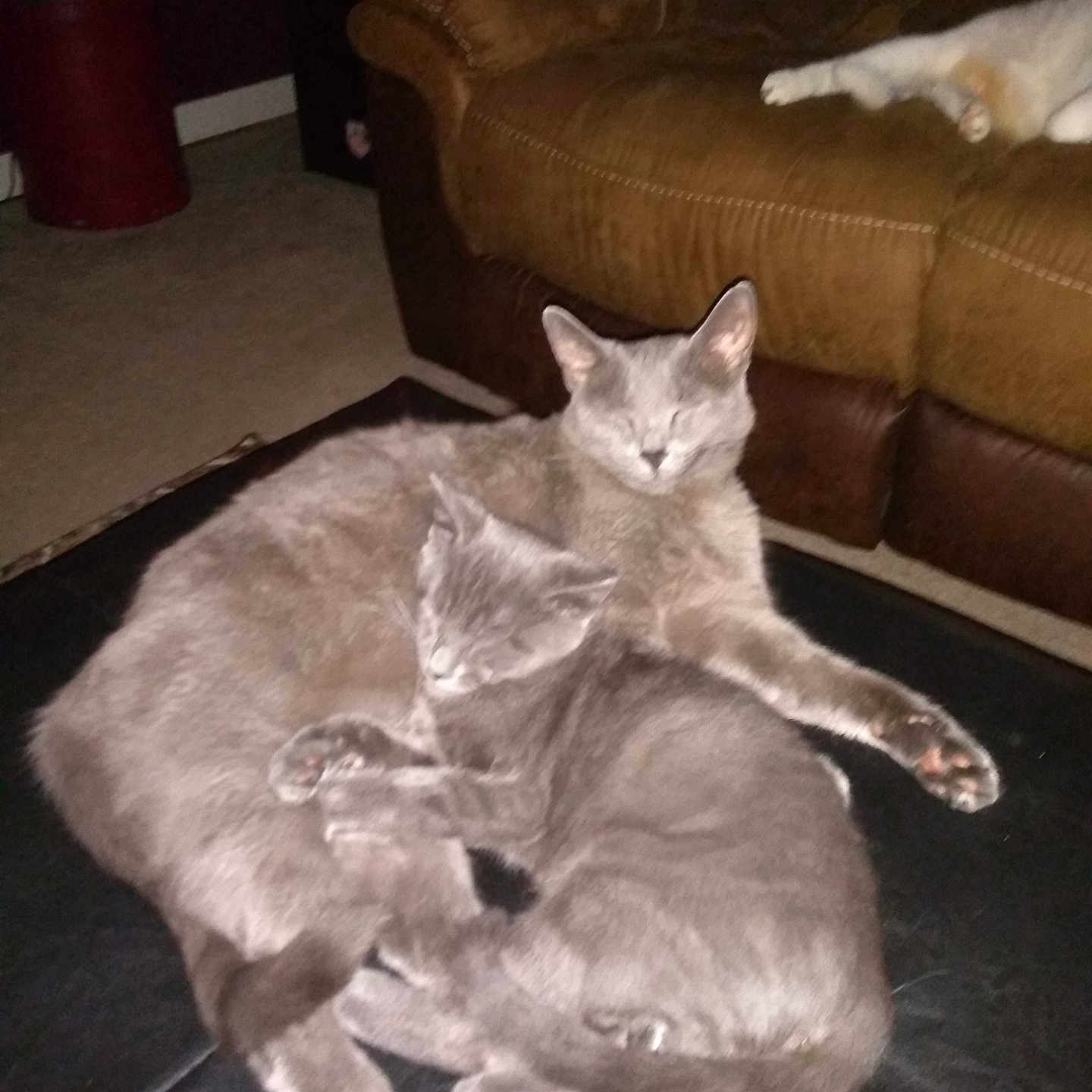 Ashley And Grace joined the competition — help win amazing prizes! animal, carpet, cat, couch, cozy, domestic_animal, feline, fur, gray_cat, home, indoor, living_room, paw, pet, pets, relaxation, resting, sleeping, snuggle, three_cats
