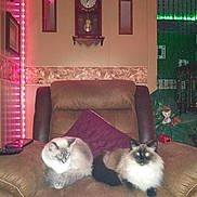 Milo And Bela joined the competition — help win amazing prizes! cat, pets, feline, recliner, chair, indoor, home, decor, pillow, relaxing, fur, animal, two_cats, resting, cozy, living_room, fluffy, led_lights, ornament, plant