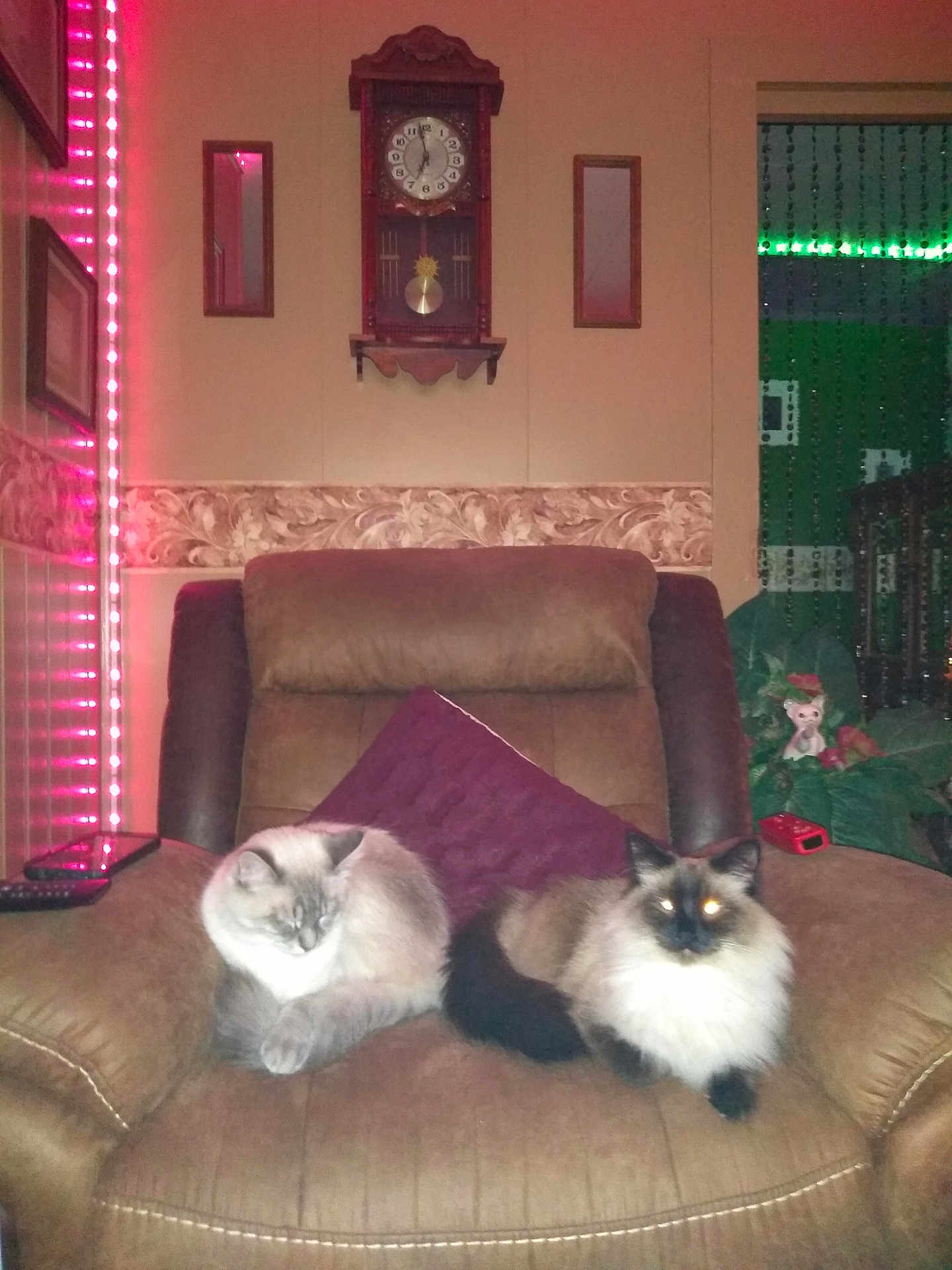 Milo And Bela joined the competition — help win amazing prizes! cat, pets, feline, recliner, chair, indoor, home, decor, pillow, relaxing, fur, animal, two_cats, resting, cozy, living_room, fluffy, led_lights, ornament, plant