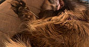 Echo joined the competition — help win amazing prizes! cat, furry, brown, sleeping, couch, arm, blanket, bookshelf, indoor, cozy, fur, relaxing, pet, animal, domestic, resting, feline, home, comfort, soft