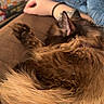 animal, arm, blanket, bookshelf, brown, cat, comfort, couch, cozy, domestic, feline, fur, furry, home, indoor, pet, relaxing, resting, sleeping, soft
