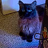 animal, black_cat, cable, carpet, cat, colorful_lighting, cute, domestic, ears, eyes, feline, fluffy, furniture, indoor, pet, shadow, sitting, soft_fur, stickers, whiskers