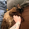 Echo is registered to the contest to win money with this photo: cat, fluffy, pet, tattoo, arm, couch, blanket, pillow, relaxed, brown, blue, gray, indoor, cozy, fur, hand, resting, comfort, animal, domestic
