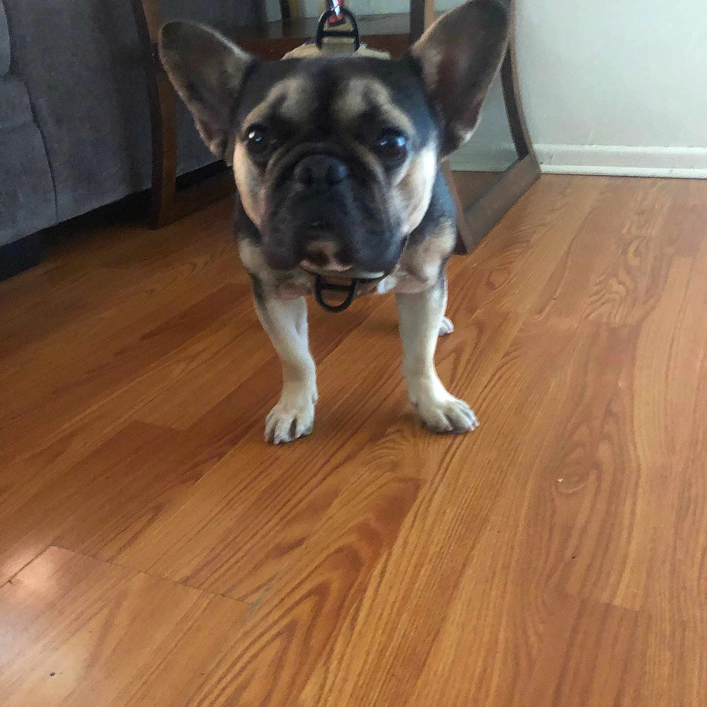 Batman joined the competition — help win amazing prizes! animal, architecture, bostonbull, boxer, building, bulldog, canine, dog, frenchbulldog, hardwood, hound, husky, indoors, interiordesign, pet, pitbull, plywood, puppy, stainedwood, wood