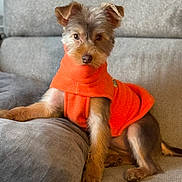 Edene a rejoint le concours — aidez-le/la à gagner de superbes lots ! animal, companion, couch, cozy, cute, dog, domestic, friendly, fur, furniture, gray_cushion, house, indoor, orange_sweater, pet, portrait, relaxed, sitting, small_dog, warm_clothing