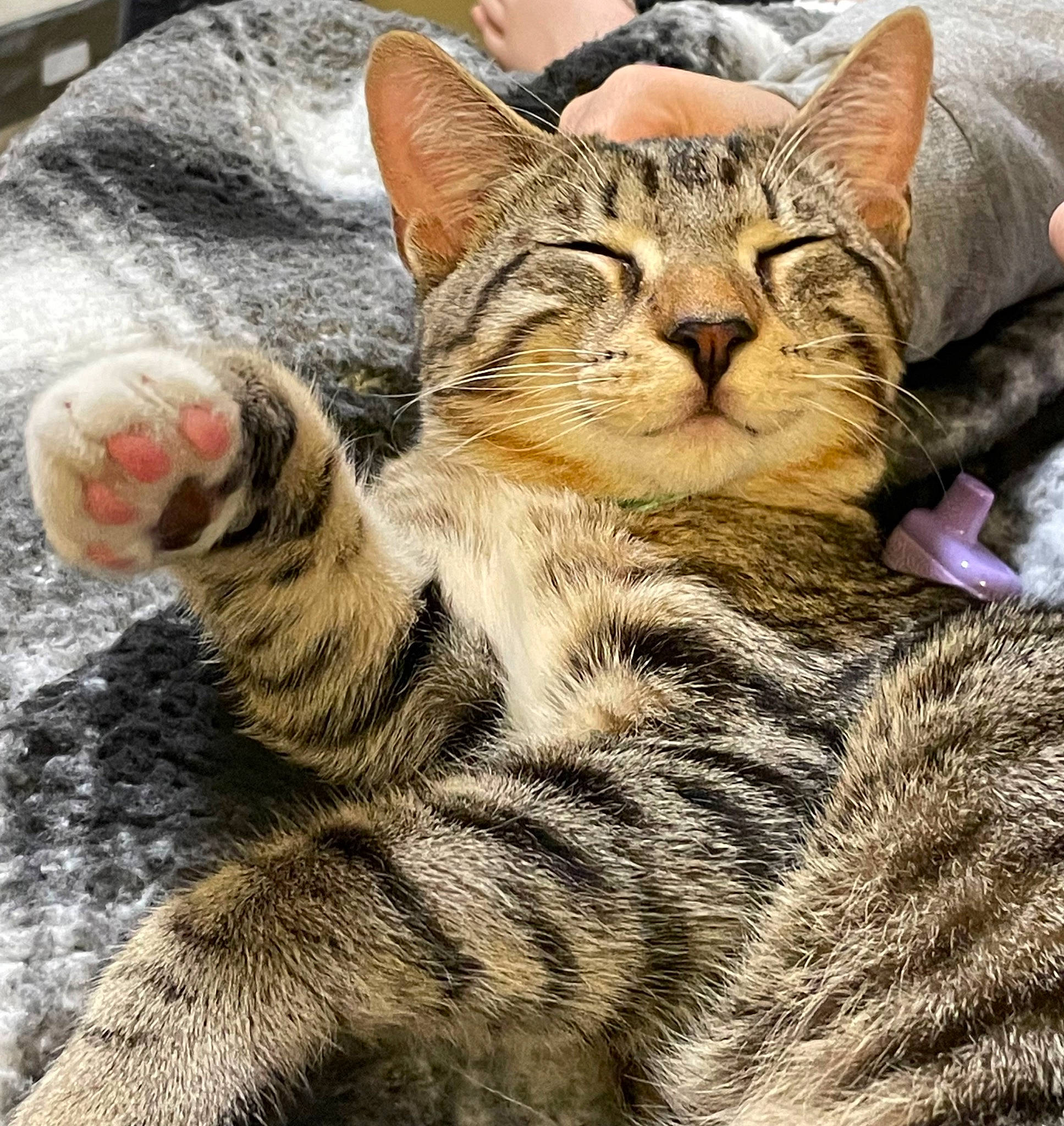 Crash is registered to the contest to win money with this photo: carnivore, cat, claw, comfort, domestic_short_haired_cat, event, felidae, fur, grass, paw, sitting, small_to_medium_sized_cats, snout, tail, terrestrial_animal, tree, whiskers, wildlife