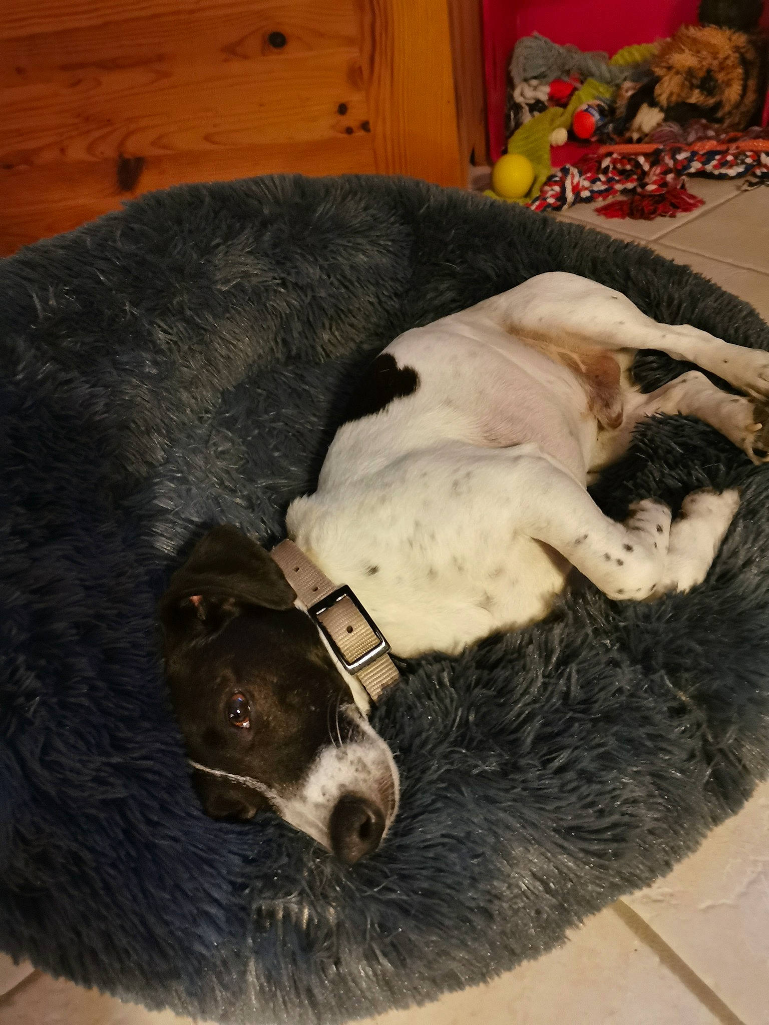 Milo participe au concours pour gagner de l'argent avec cette photo : canidae, carnivore, dog, dog_breed, mammal, nap, paw, pointer, snout, sporting_group