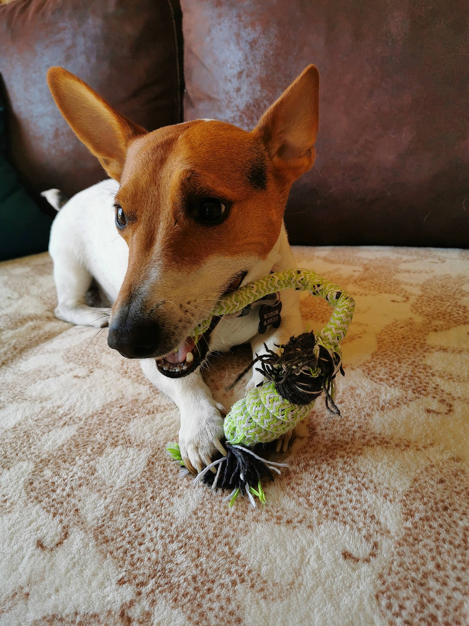 Loucky a rejoint le concours — aidez-le/la à gagner de superbes lots ! basenji, canidae, carnivore, companion_dog, dog, dog_breed, fawn, feist, fox_terrier, ibizan_hound, jack_russell_terrier, mammal, miniature_fox_terrier, rat_terrier, russell_terrier, snout, teddy_roosevelt_terrier, tenterfield_terrier, vertebrate, whiskers